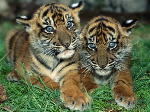 30 cute baby animals - they see but from not cute? 30 cute baby animals - they see but from not cute?